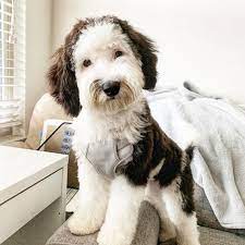 Breed Information of Micro Mini Sheepadoodle