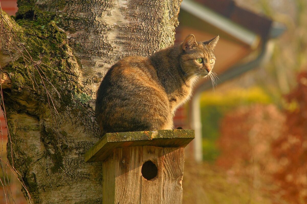 Reasons Why You Need Australia cat condo