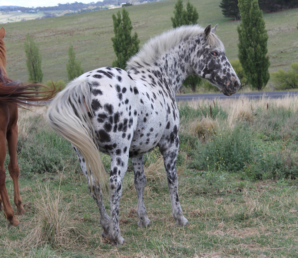 tiger horse breed