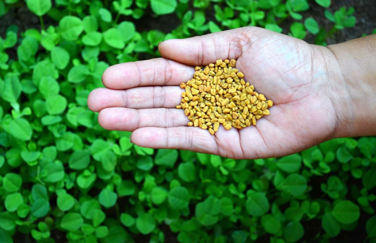 HEALTH BENEFITS OF FENUGREEK SEEDS