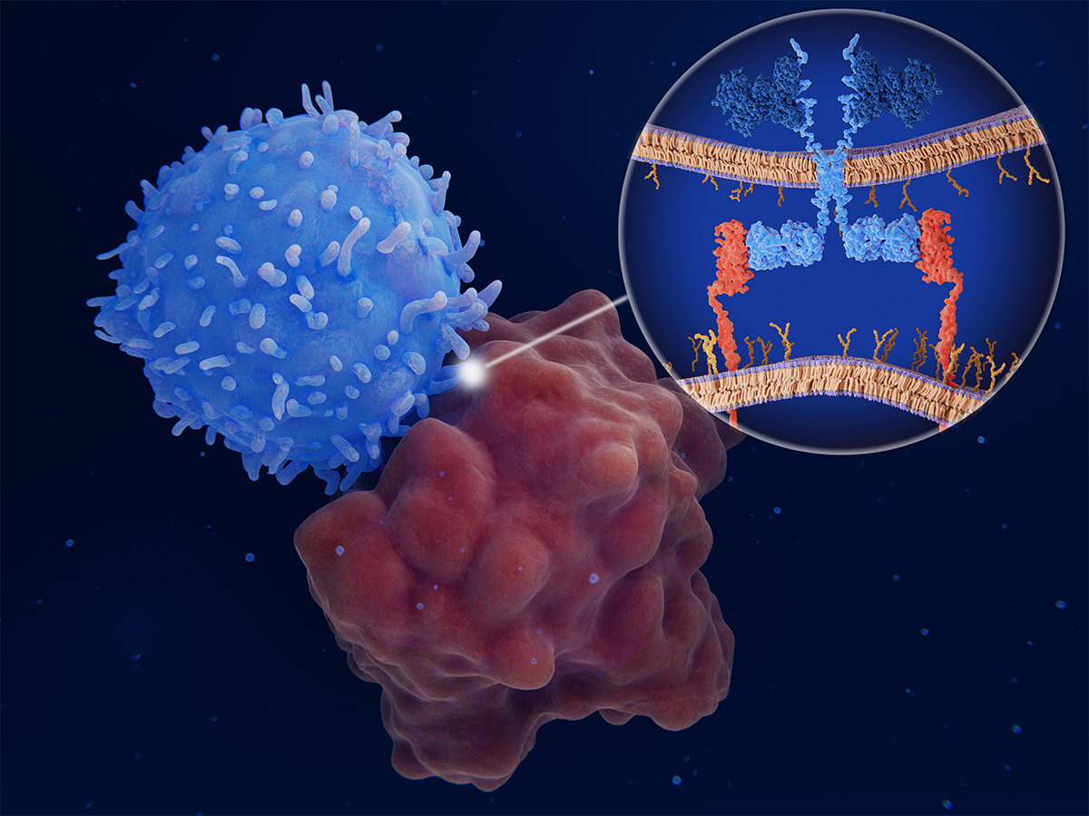 Allogeneic T Cell Therapies Market Size, Share, Price, Trends, Growth, Analysis, Report and Forecast 2024-2032