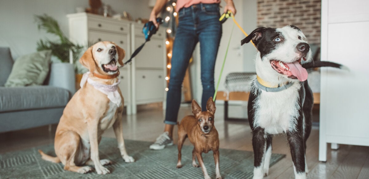 The Importance of Hiring Trained Professionals as Pet Maids