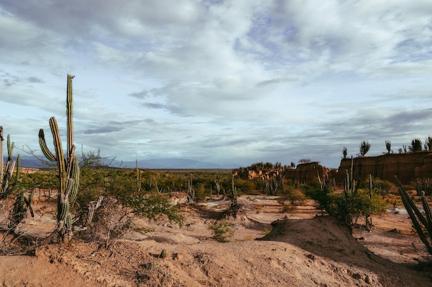 Saguaro Cactus Removal in Phoenix, AZ – An Extensive Guideline