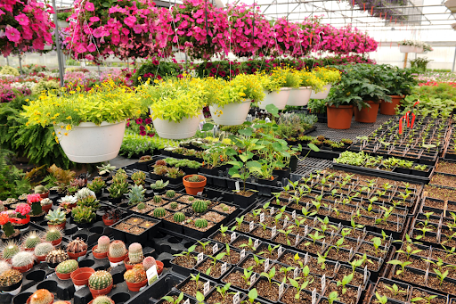 A Plant Nurseries Wonders: The Green Haven