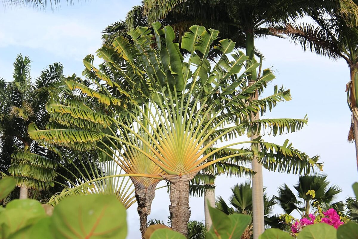 Exploring the Majestic Traveler’s Palm: A Botanical Wonder