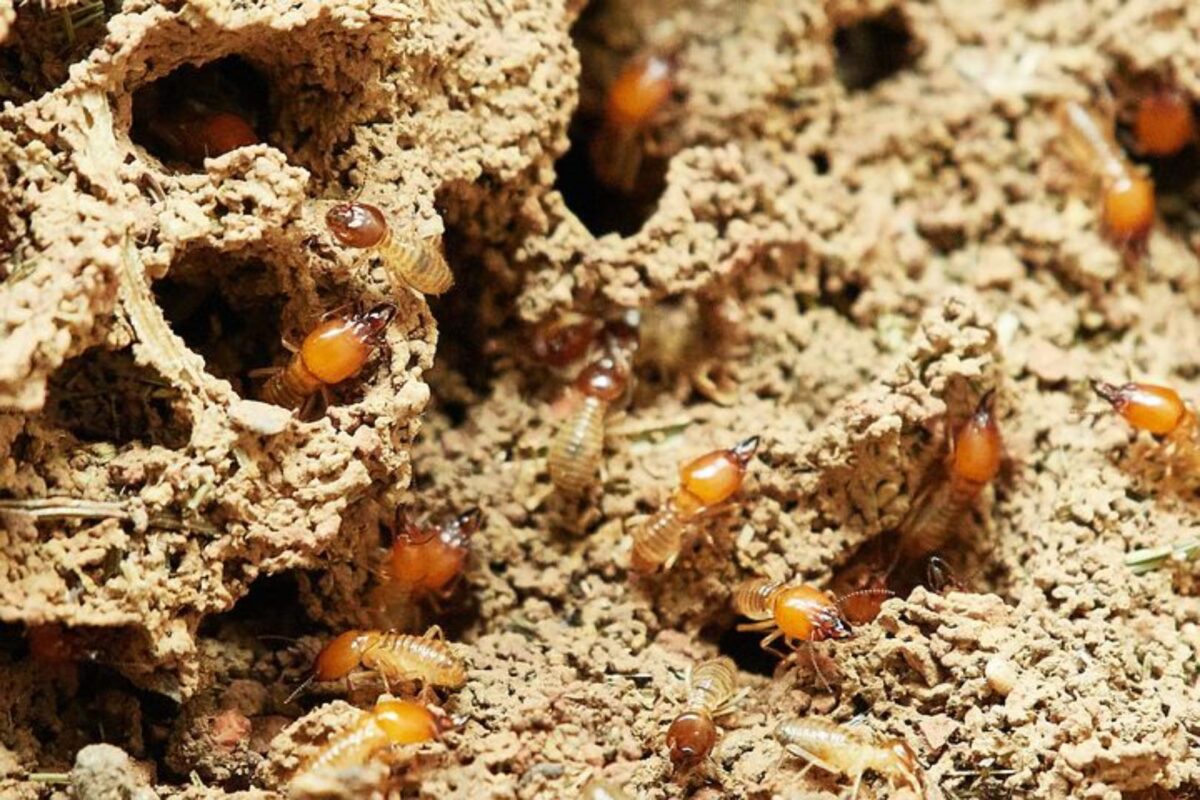 Termite Inspection: What Phoenix Residents Need to Know