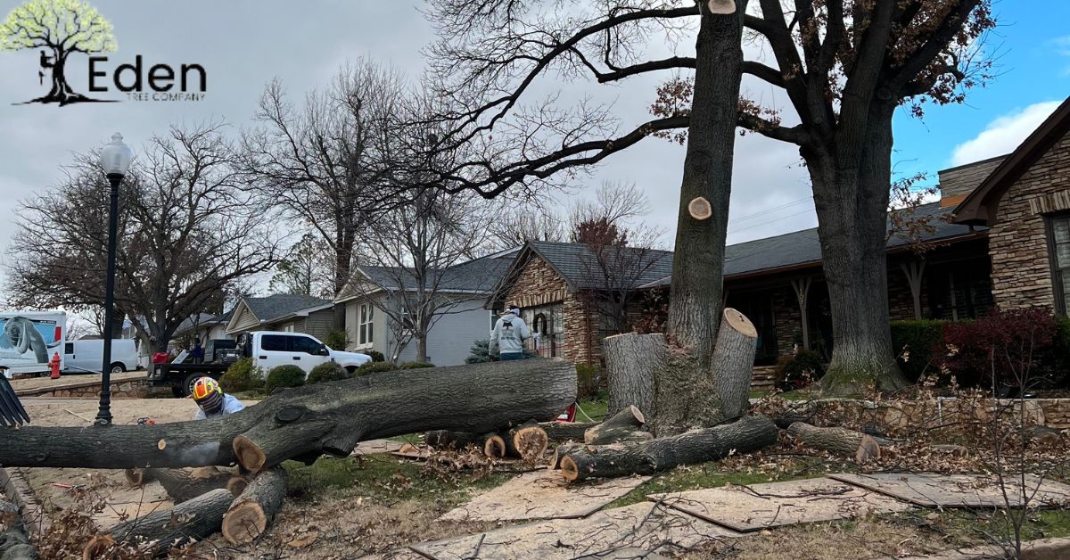 Tree Removal & Service in OKC and Edmond