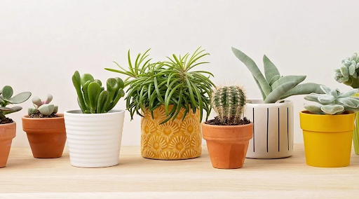 Outdoor Plant Pots Selection Guide And Placement Ideas For Homes