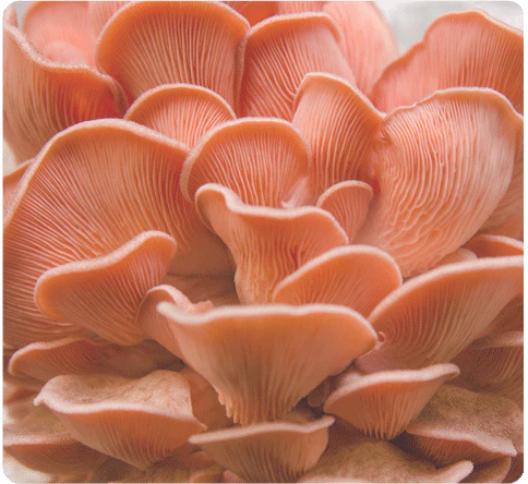 What does the Scientific Name of the Pink Oyster Mushroom Signify?