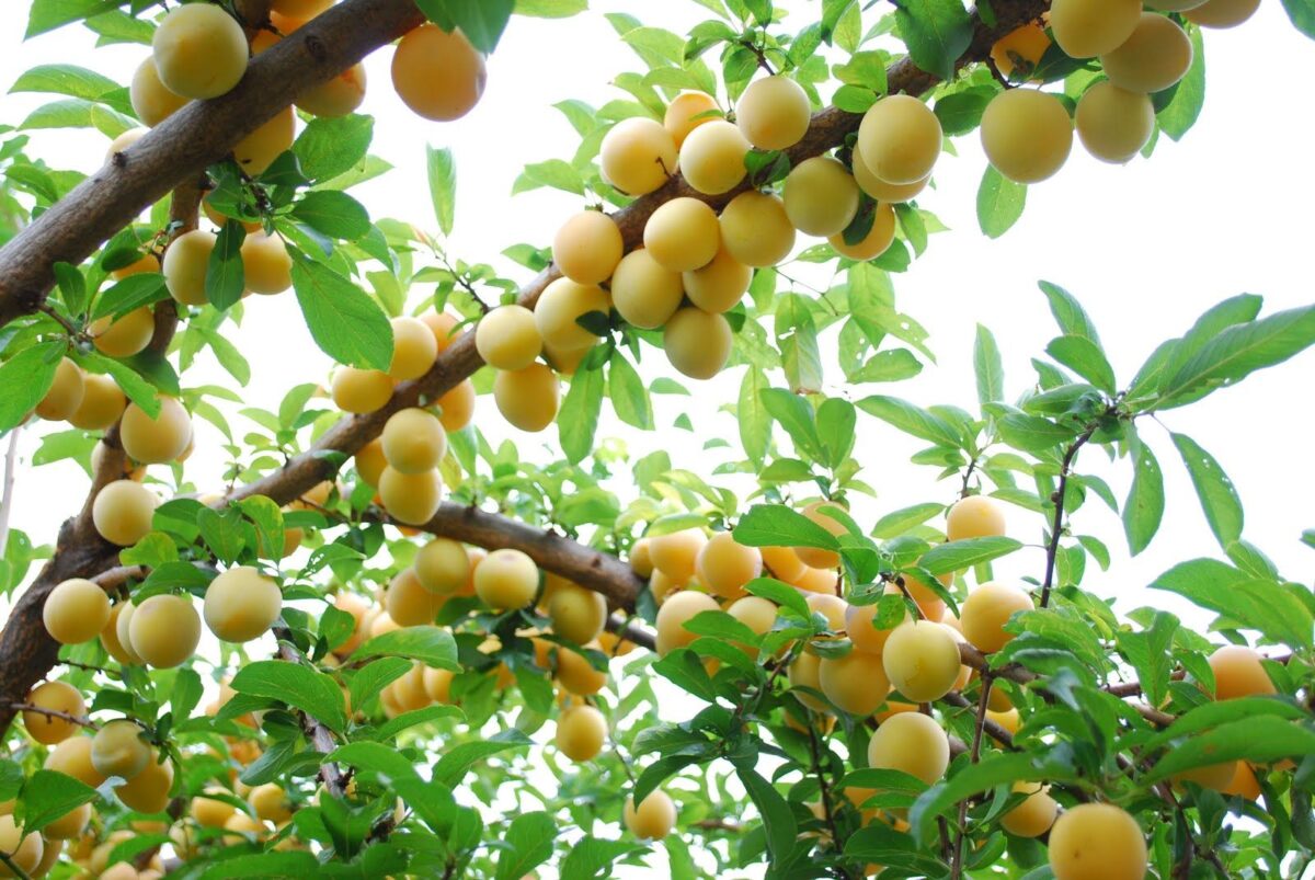 Discover a Variety of Fruit Trees for Sale: Perfect for Garden