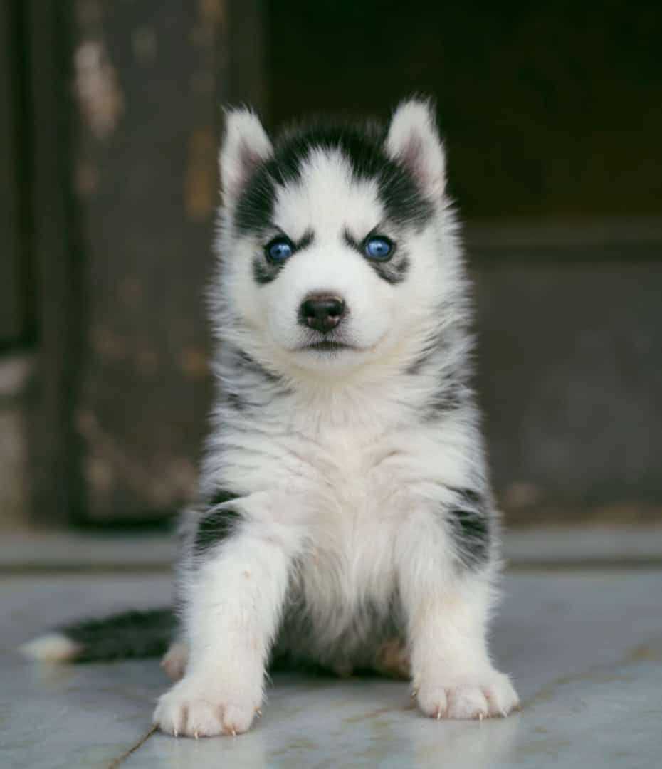 Siberian Husky Puppies For Sale In Ahmedabad: Finding Your Furry Companion