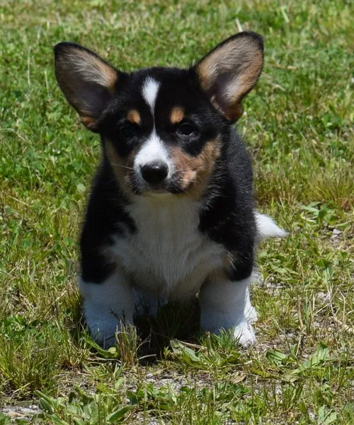 Charming Black & White Corgis: Adorable Companions