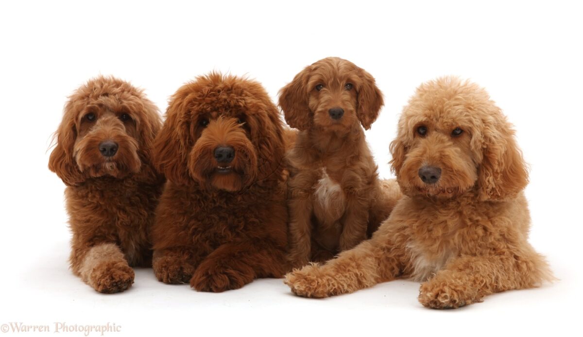 The Golden Opportunity Goldendoodle for Sale in Kissimmee: