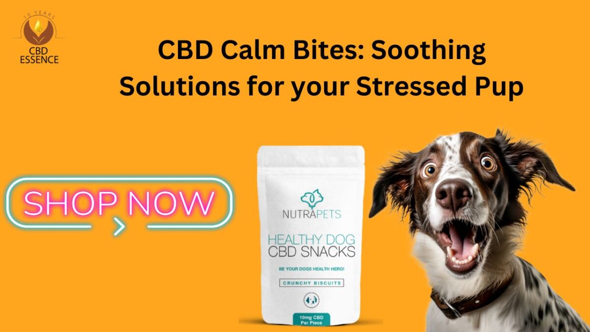 CBD Calm Bites: Soothing Solutions for your Stressed Pup