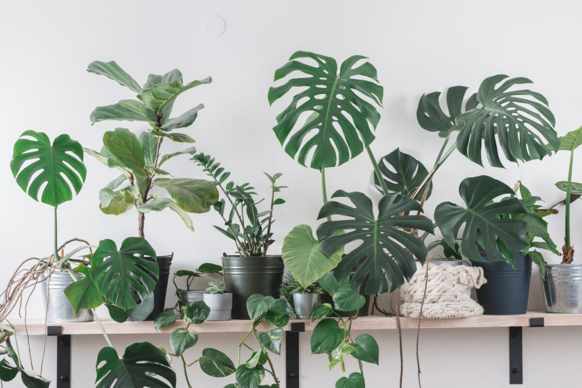 Indoor Plants That Thrive on Neglect A Guide to Low-Maintenance Greenery