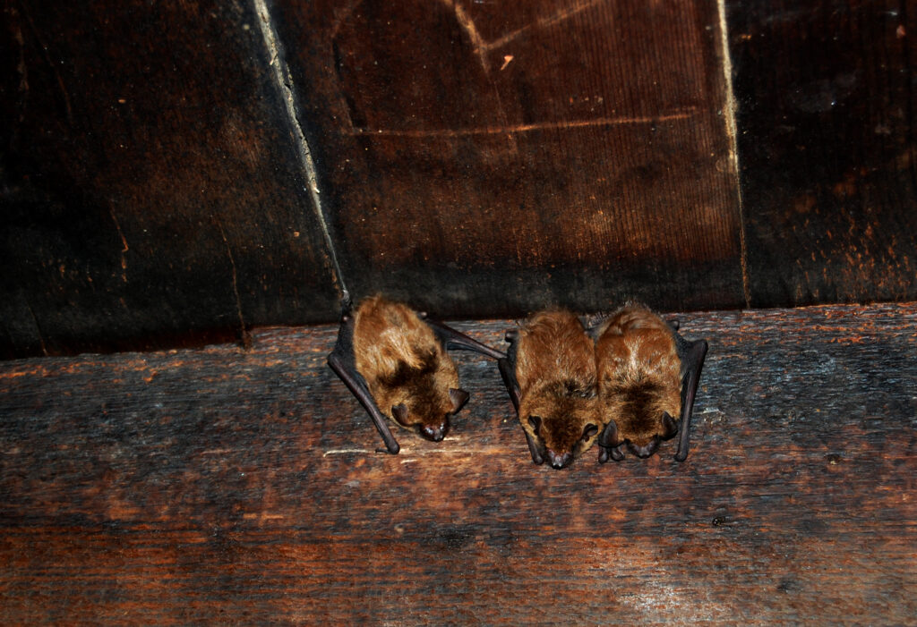 Unwanted Guests: A Comprehensive Guide to Humane Bat Removal