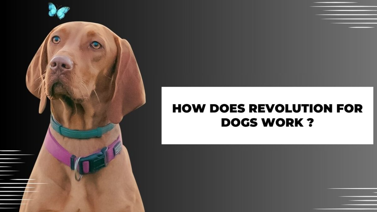 How Does Revolution for Dogs Work