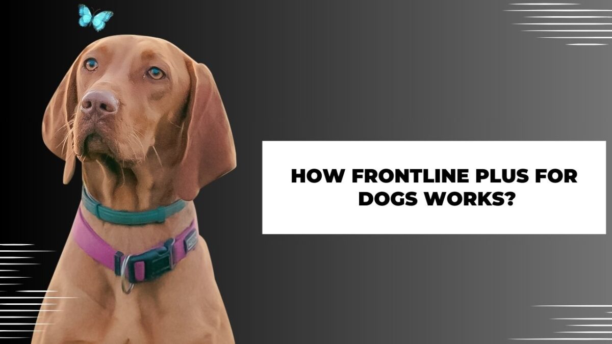 How Frontline Plus for Dogs Works? Learn in detail!