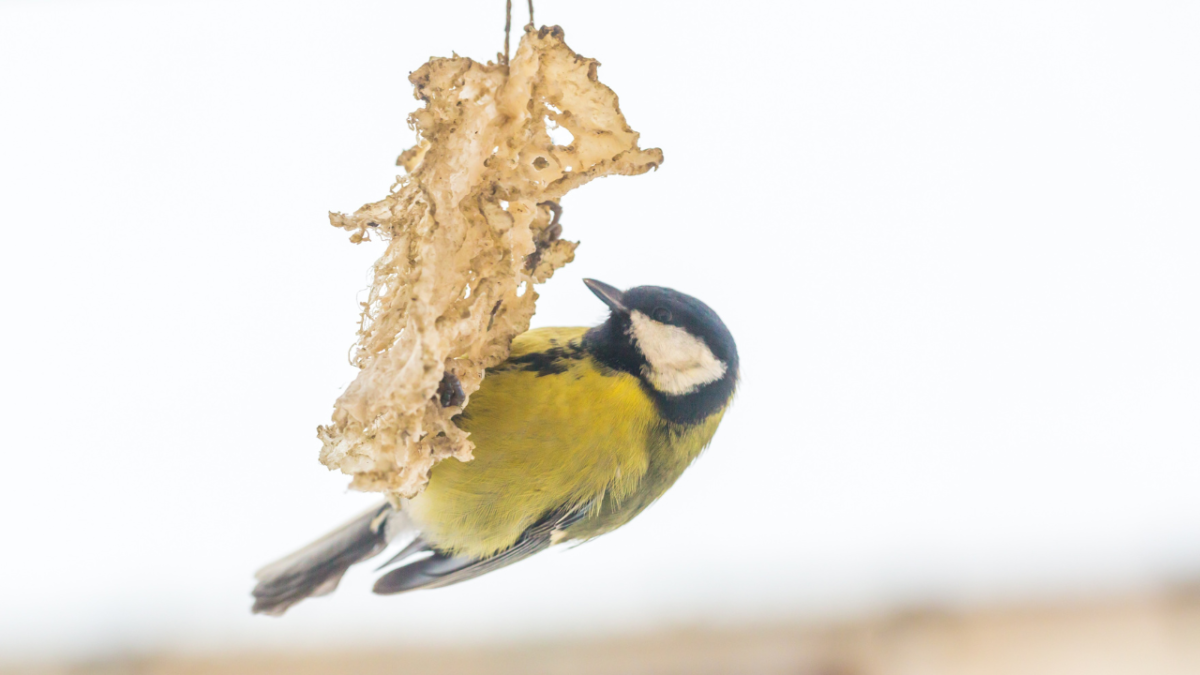 Bird Feeder