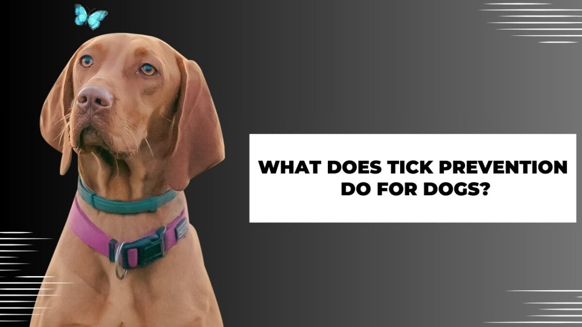 What Does Tick Prevention Do for Dogs?