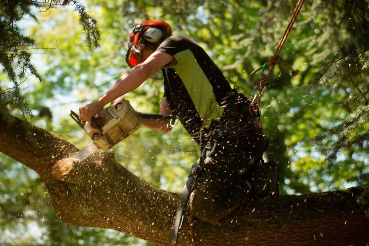 Arrange Tree Removal