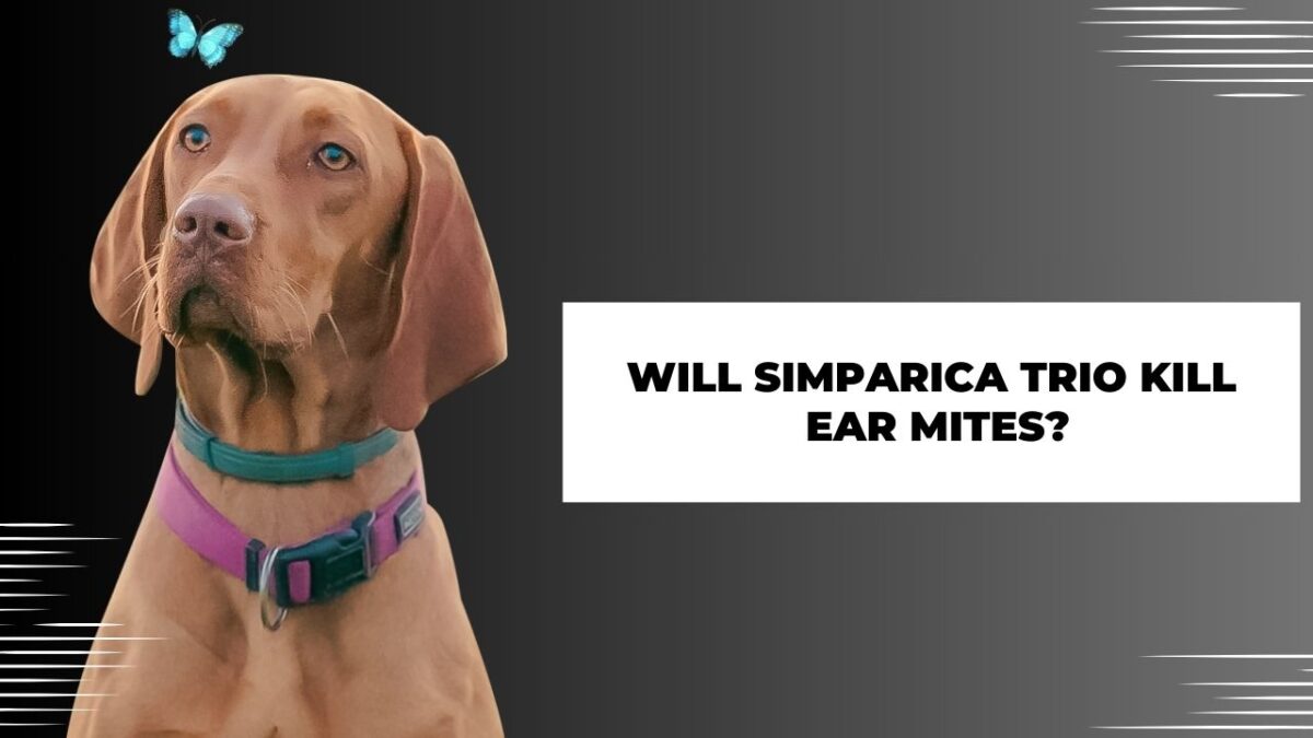 Will Simparica Trio Kill Ear Mites? Read To Know!