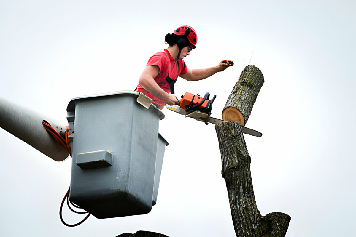 The Benefits of Tree Removal Services in Norfolk for Your Property