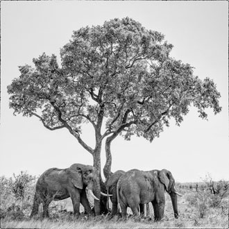 Photo Safari Workshops | Kenya Safari Photography Workshop