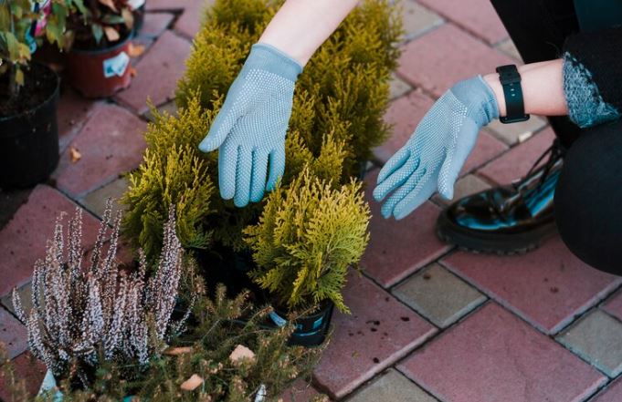 Shrub Care, Landscaping & Irrigation: A Complete Guide