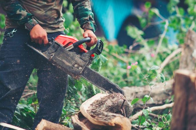 Tree Removal and Stump Removal