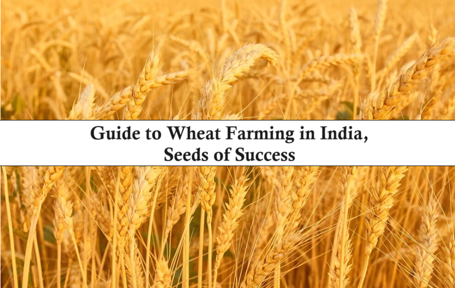 Guide to Wheat Farming in India, Seeds of Success
