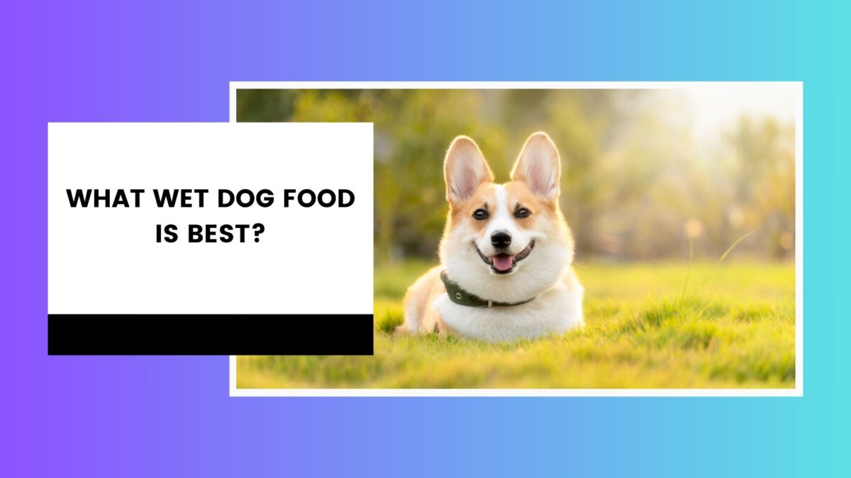 What Wet Dog Food Is Best?