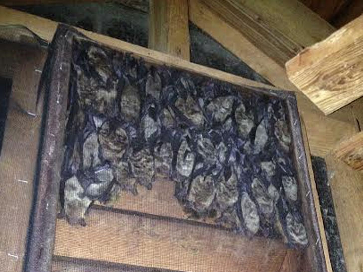 Bat Removal in Houston