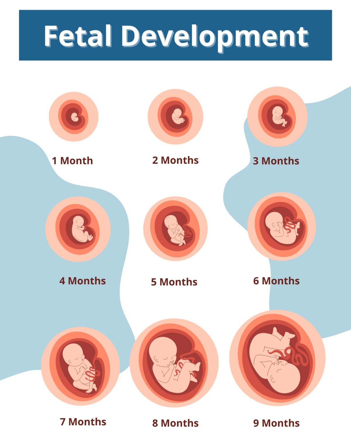 “The Incredible Journey: Navigating the Stages of Fetal Development”