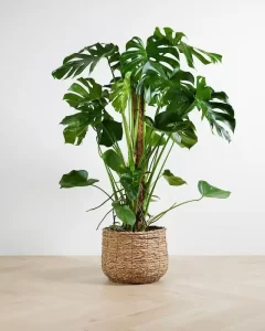 Monstera Palm indoor plants Dubai