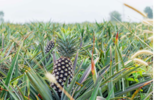 Varieties Cultivated in India