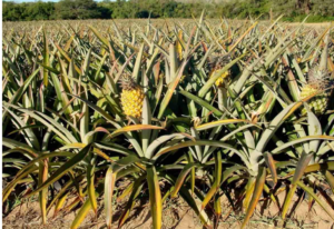 The Rise of Pineapple Cultivation