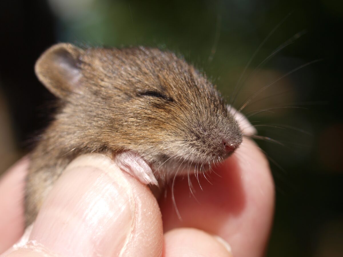 Is it clear that people address mice issues due to unusual noises?
