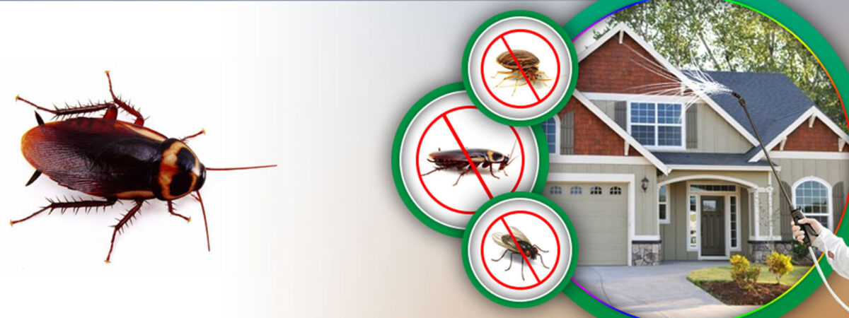 Swift and Safe Cockroach Control King City | Protect Your Family and Property