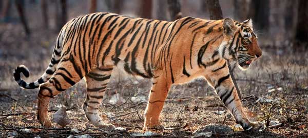 Golden Triangle and Ranthambore Tour- By Travocation Group