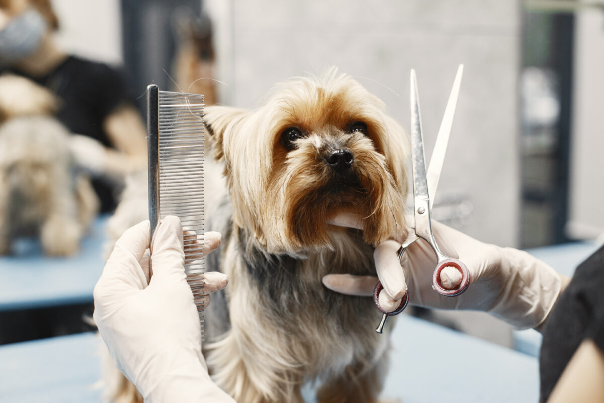 Why Flea and Tick Prevention Should Be Part of Your Cat and Dog’s Grooming Routine in Abu Dhabi