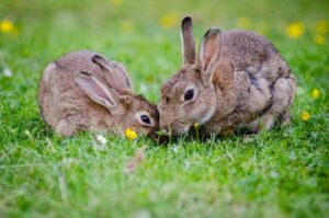 two rabbits sitting-rabbit indoor