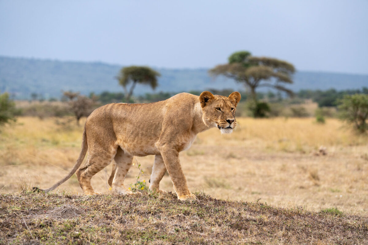 Africa Safari Photography Workshop