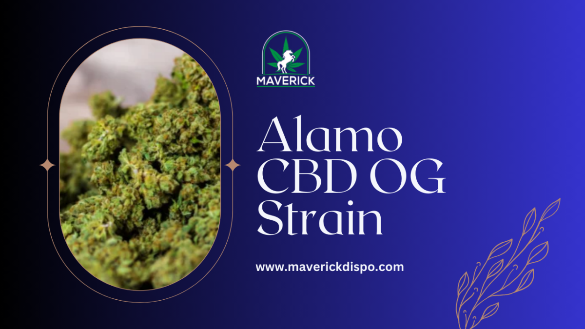 Alamo CBD OG Strain