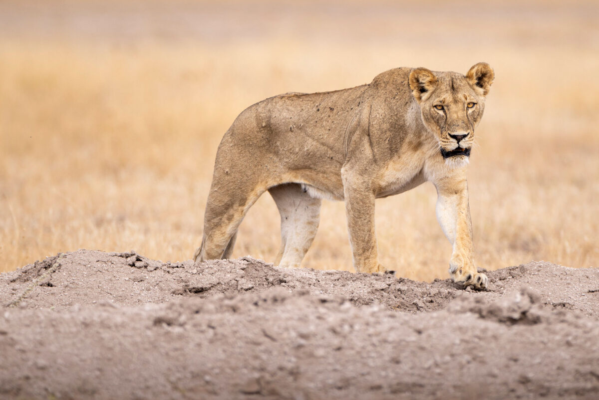 Join Our Big Cats Safari Photography Workshop in Masai Mara