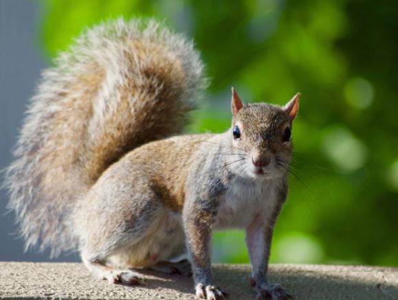 Comprehensive Squirrel Control Services for Effective Nest Removal