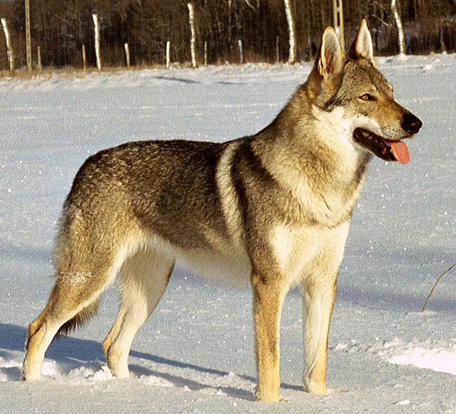 Czechoslovakian Wolfdog Height and Weight