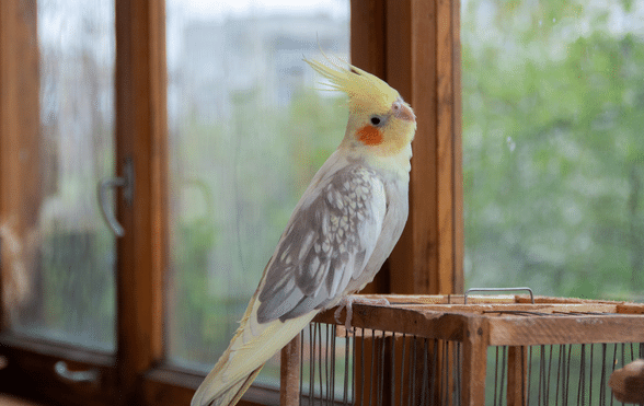 Can Cockatiels Eat Pears? A Guide for Bird Owners.