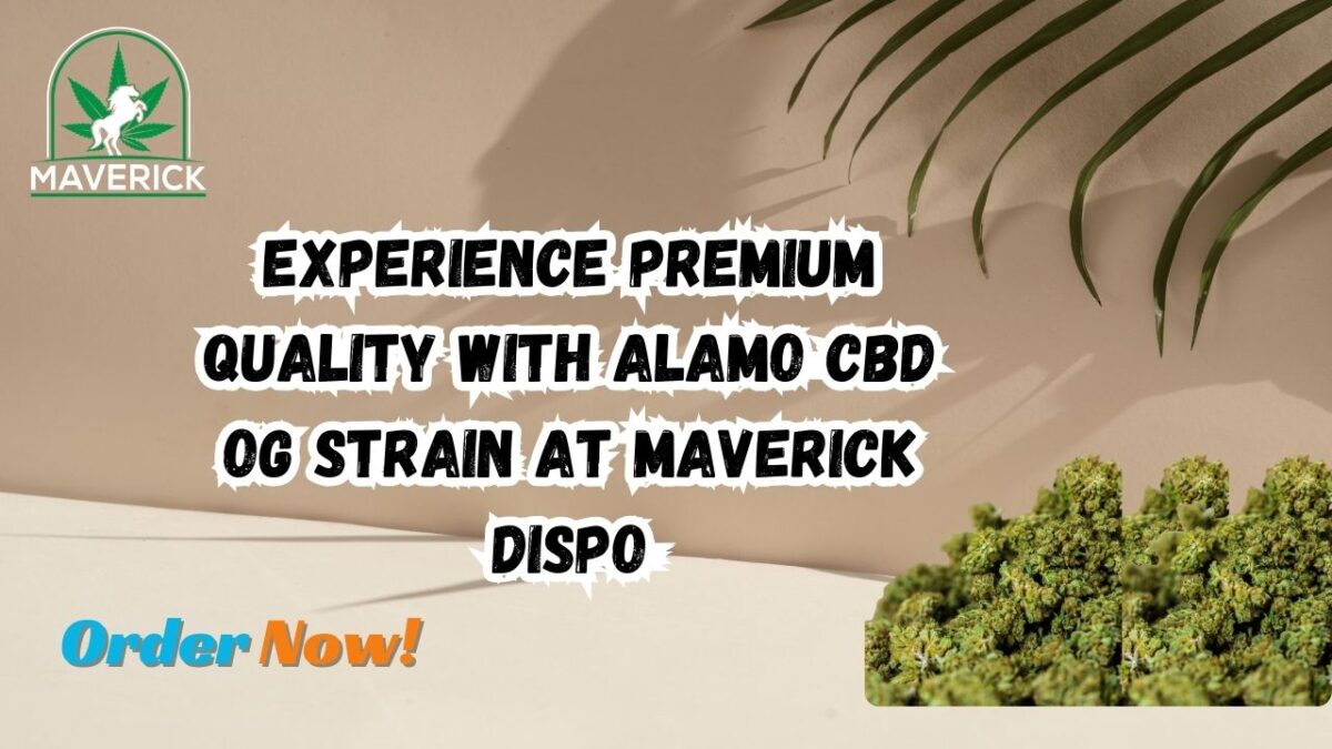 Experience Premium Quality with CBD flower at Maverick Dispo