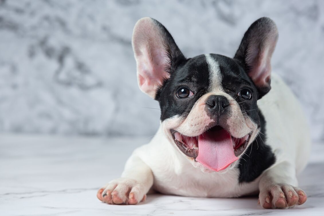 Why a Harness is Essential for French Bulldogs